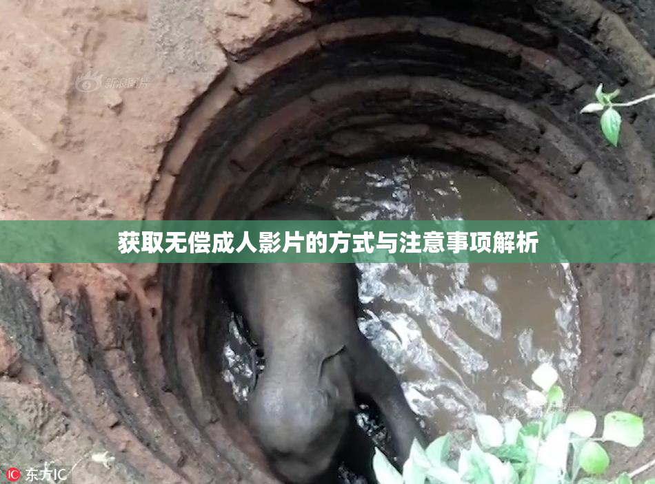 获取无偿成人影片的方式与注意事项解析