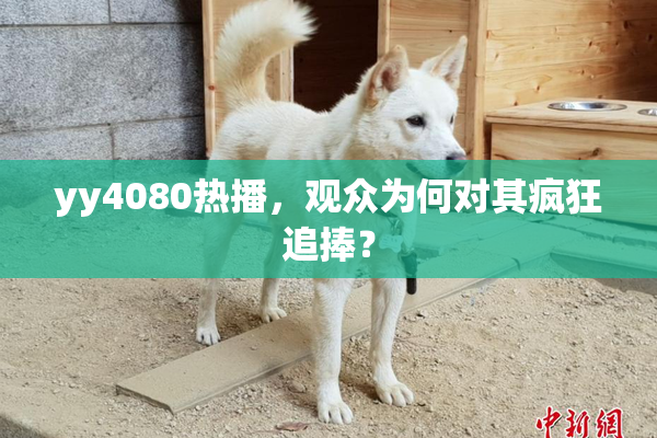 yy4080热播，观众为何对其疯狂追捧？
