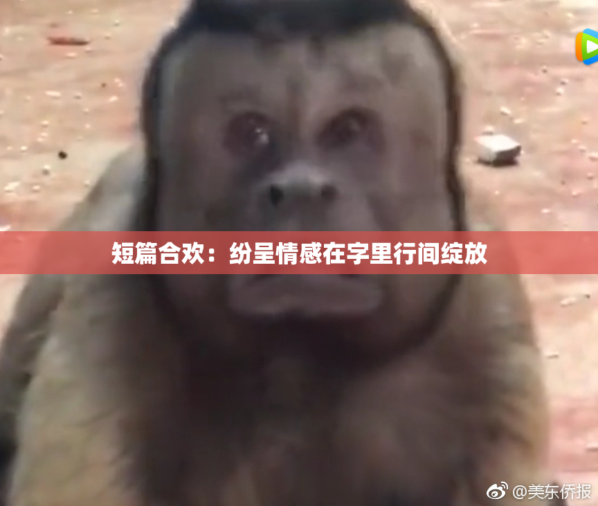 短篇合欢：纷呈情感在字里行间绽放