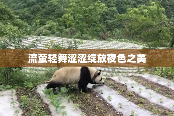 流萤轻舞涩涩绽放夜色之美