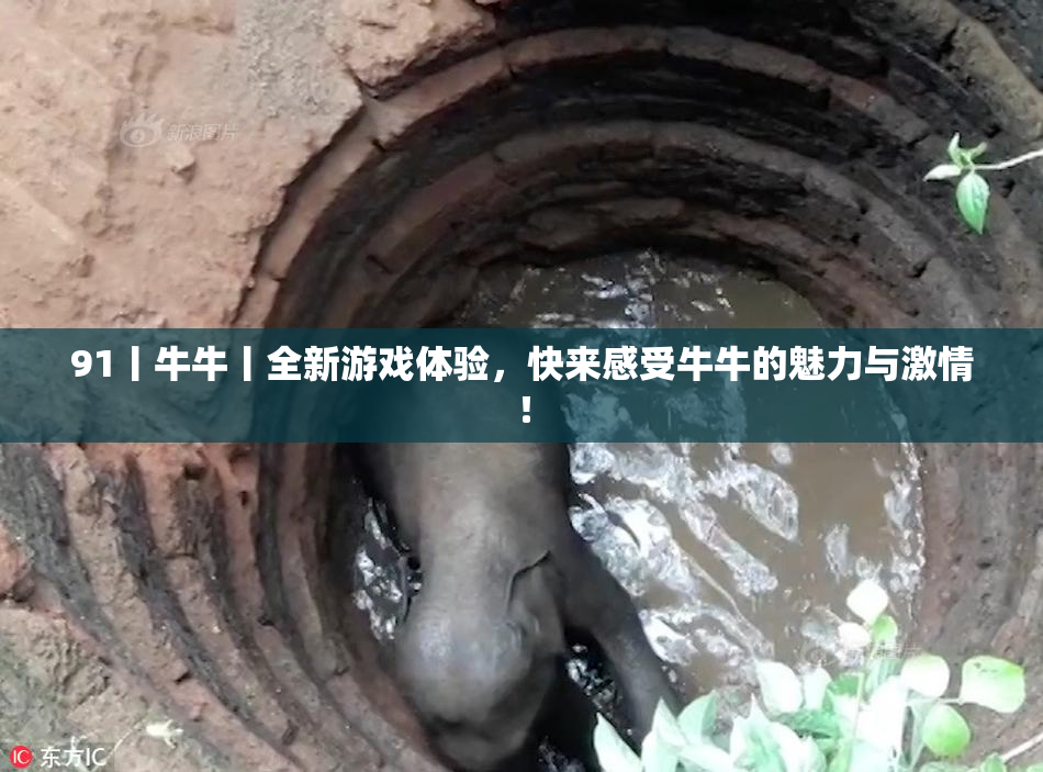 91丨牛牛丨全新游戏体验，快来感受牛牛的魅力与激情！