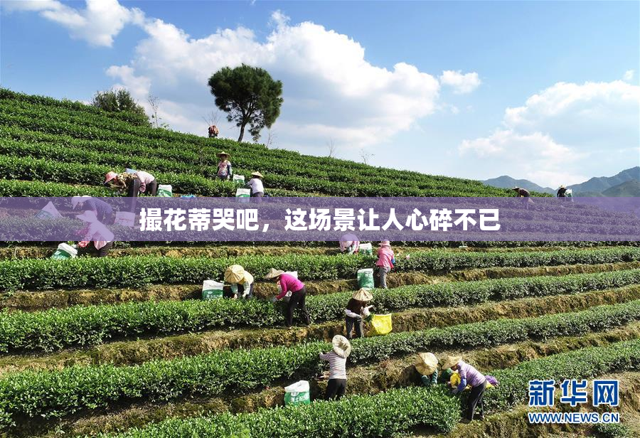 撮花蒂哭吧，这场景让人心碎不已