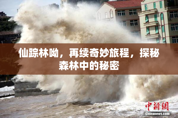 仙踪林呦，再续奇妙旅程，探秘森林中的秘密