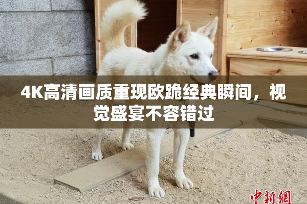 4K高清画质重现欧跪经典瞬间，视觉盛宴不容错过