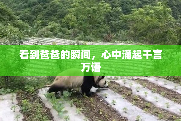 看到爸爸的瞬间，心中涌起千言万语