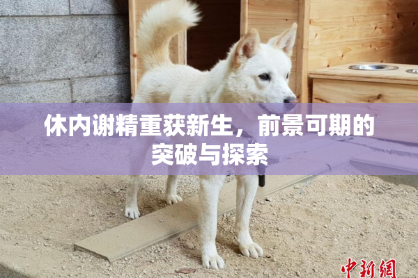 休内谢精重获新生，前景可期的突破与探索