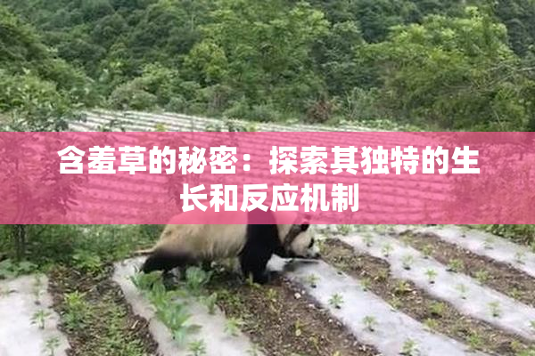 含羞草的秘密：探索其独特的生长和反应机制
