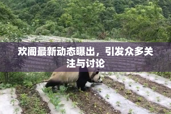 欢阁最新动态曝出，引发众多关注与讨论