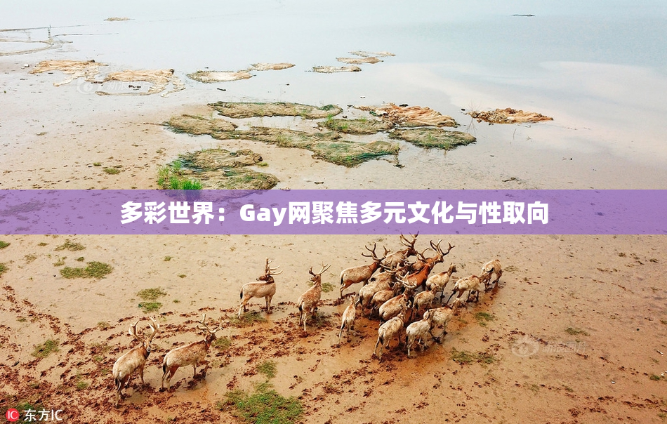 多彩世界：Gay网聚焦多元文化与性取向