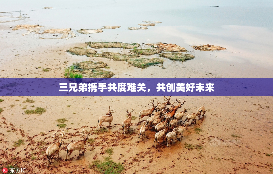 三兄弟携手共度难关，共创美好未来