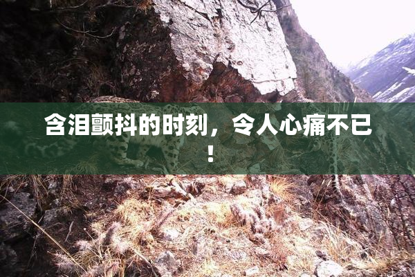 含泪颤抖的时刻，令人心痛不已！