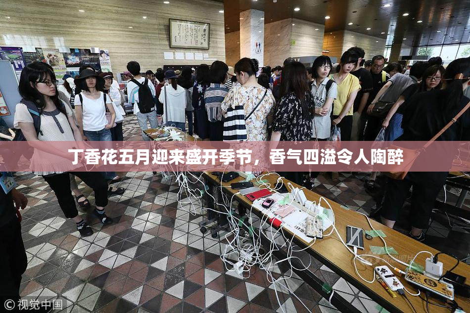丁香花五月迎来盛开季节，香气四溢令人陶醉