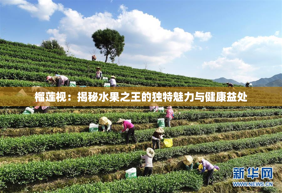 榴莲视：揭秘水果之王的独特魅力与健康益处