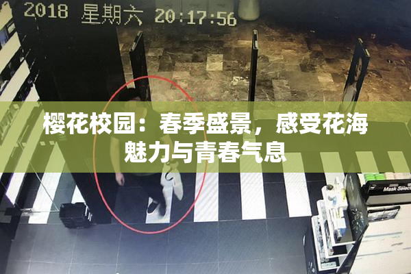 樱花校园：春季盛景，感受花海魅力与青春气息
