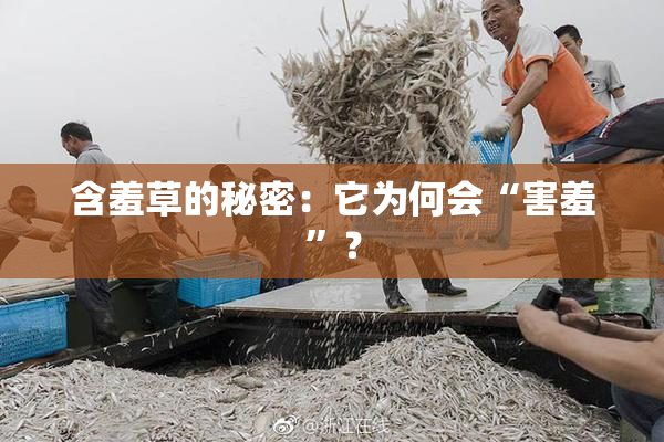 含羞草的秘密：它为何会“害羞”？