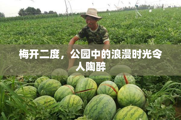 梅开二度，公园中的浪漫时光令人陶醉