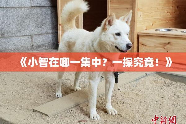 《小智在哪一集中？一探究竟！》