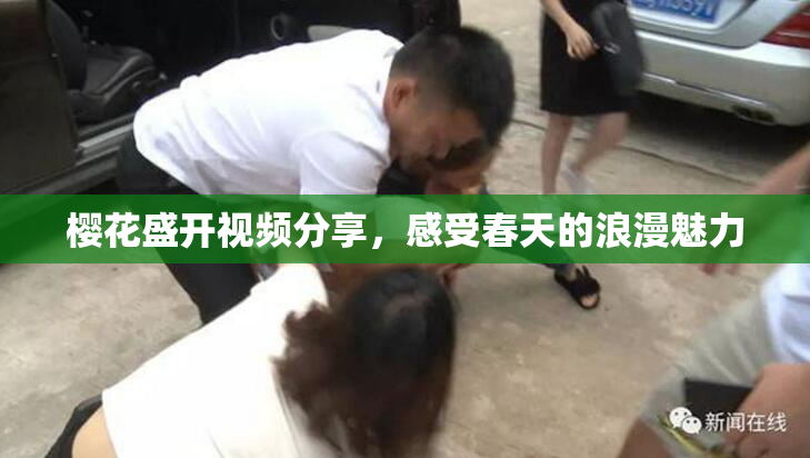 樱花盛开视频分享，感受春天的浪漫魅力