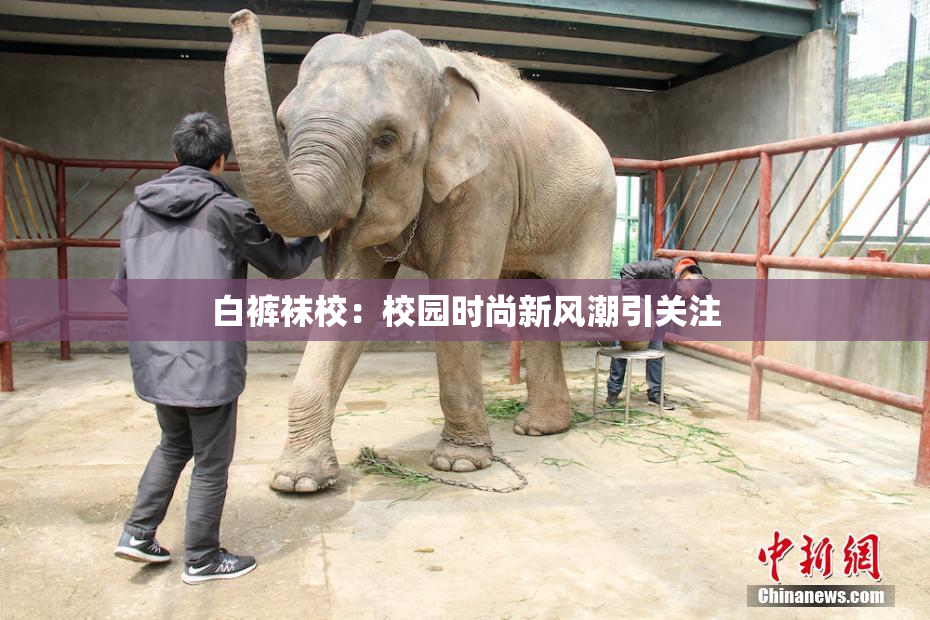 白裤袜校：校园时尚新风潮引关注
