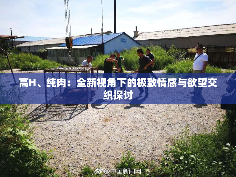高H、纯肉：全新视角下的极致情感与欲望交织探讨