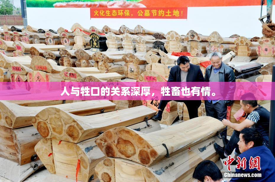人与牲口的关系深厚，牲畜也有情。