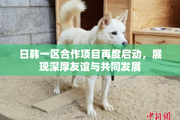 日韩一区合作项目再度启动，展现深厚友谊与共同发展
