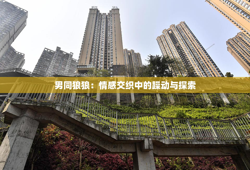 男同狼狼：情感交织中的躁动与探索
