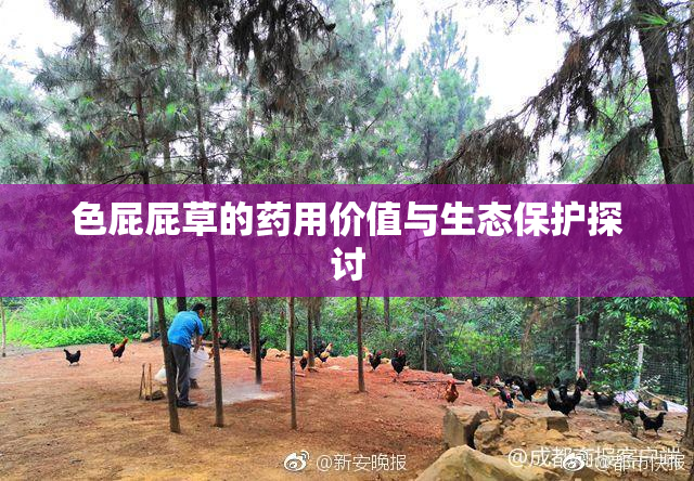 色屁屁草的药用价值与生态保护探讨
