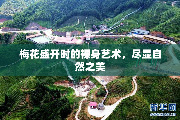梅花盛开时的裸身艺术，尽显自然之美