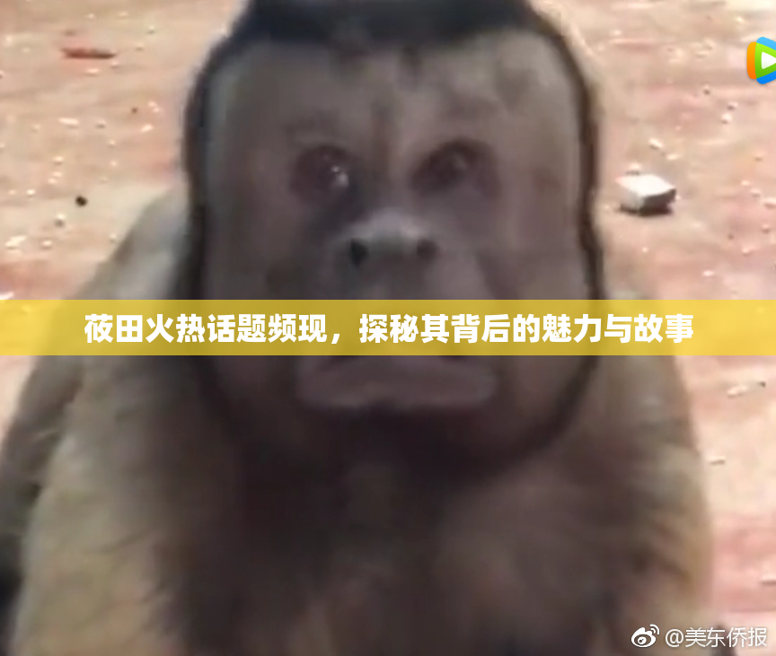 莜田火热话题频现，探秘其背后的魅力与故事