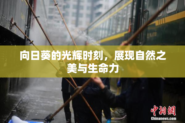 向日葵的光辉时刻，展现自然之美与生命力