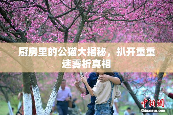 厨房里的公猫大揭秘，扒开重重迷雾析真相