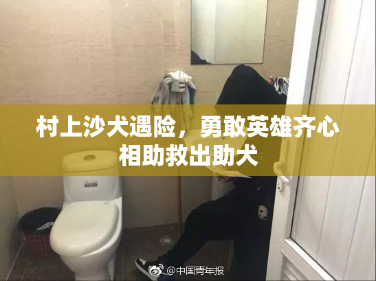 村上沙犬遇险，勇敢英雄齐心相助救出助犬