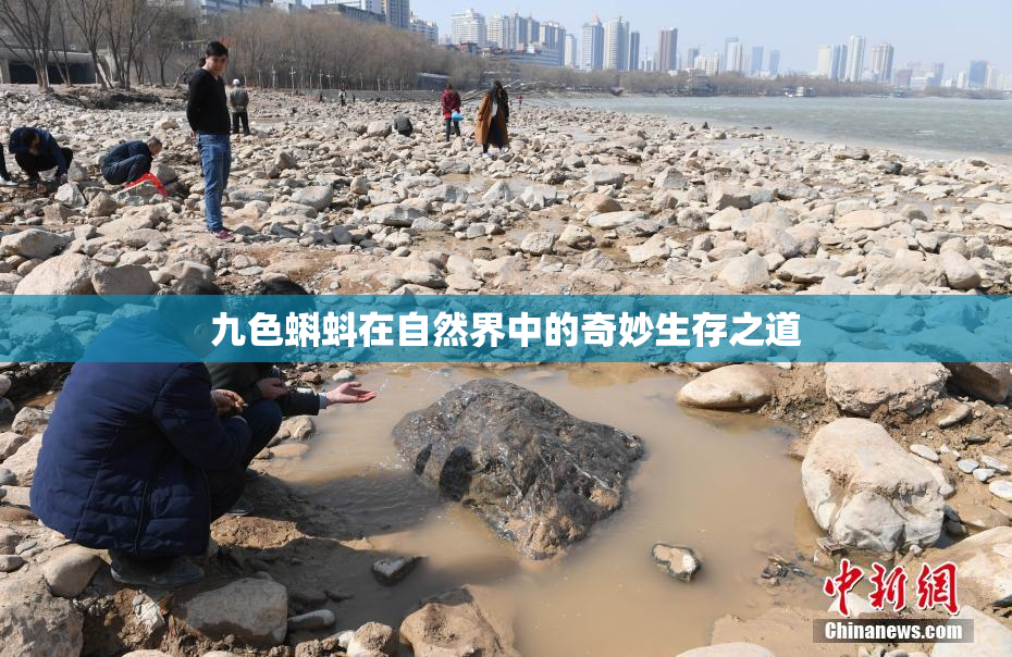 九色蝌蚪在自然界中的奇妙生存之道