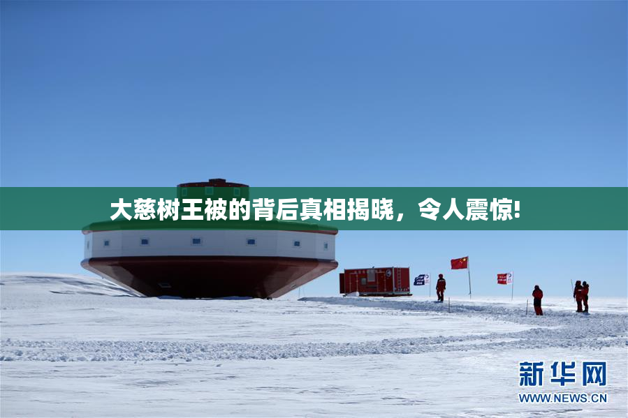大慈树王被的背后真相揭晓，令人震惊!