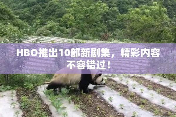 HBO推出10部新剧集，精彩内容不容错过！