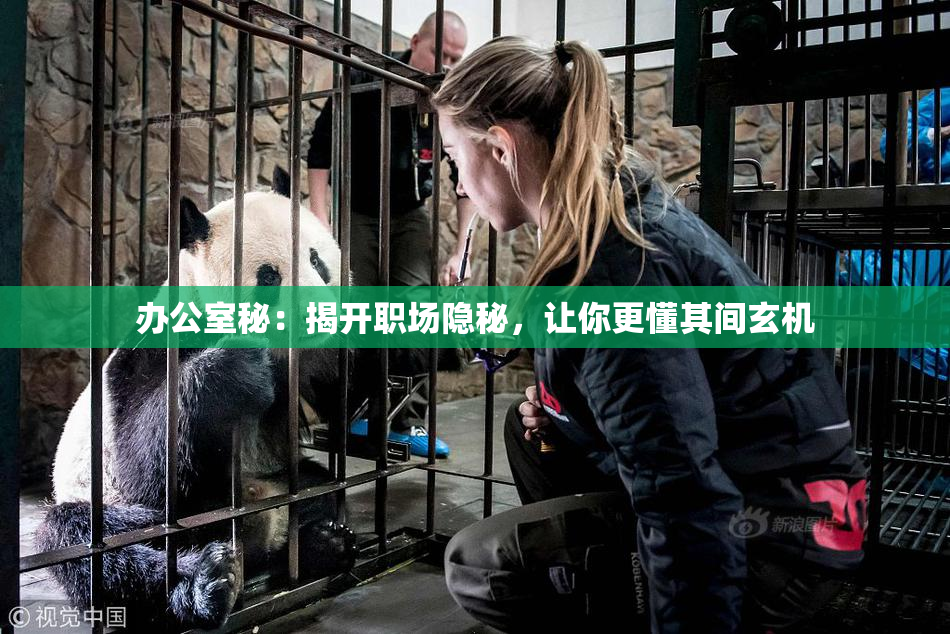 办公室秘：揭开职场隐秘，让你更懂其间玄机