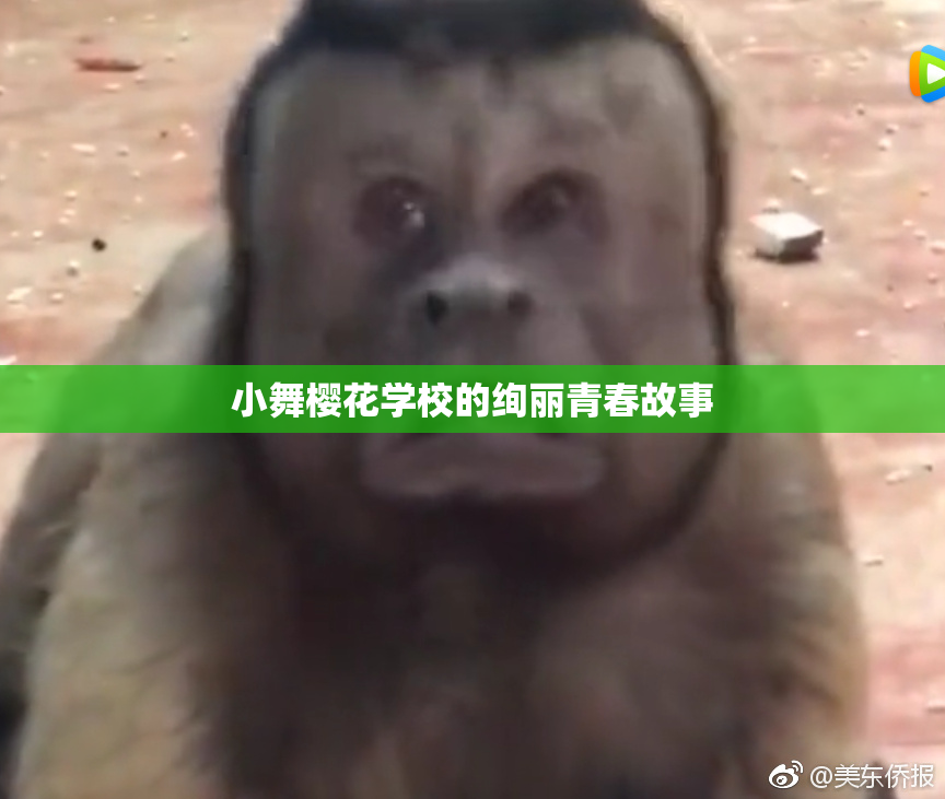 小舞樱花学校的绚丽青春故事