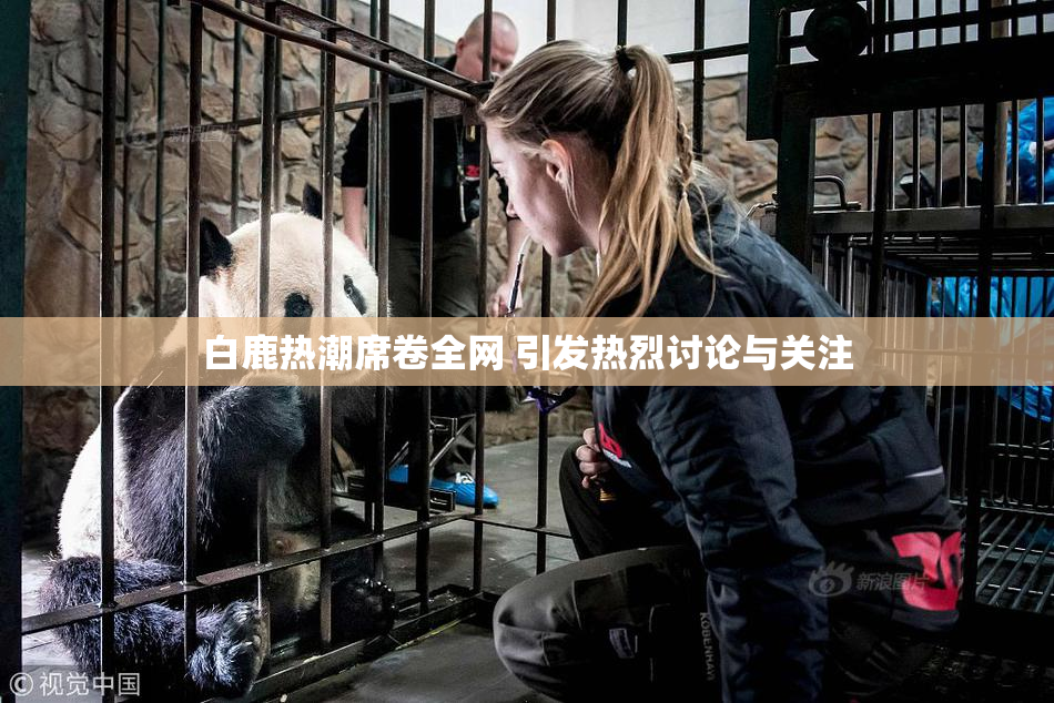 白鹿热潮席卷全网 引发热烈讨论与关注