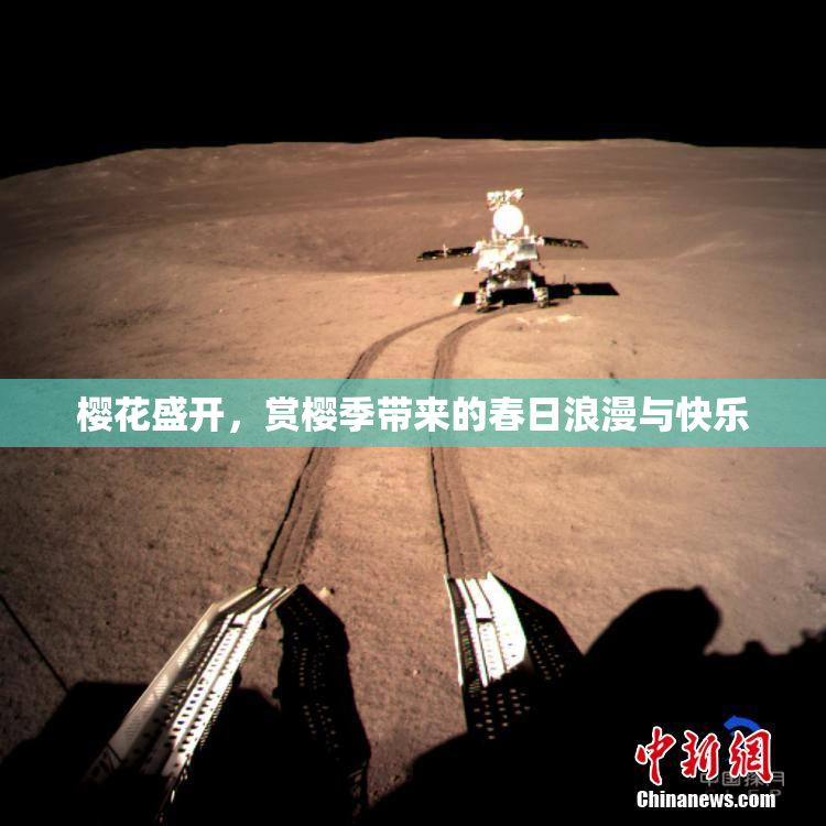 樱花盛开，赏樱季带来的春日浪漫与快乐