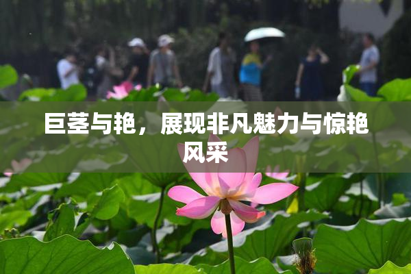 巨茎与艳，展现非凡魅力与惊艳风采