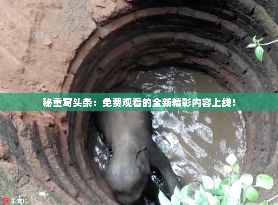 秘重写头条：免费观看的全新精彩内容上线！
