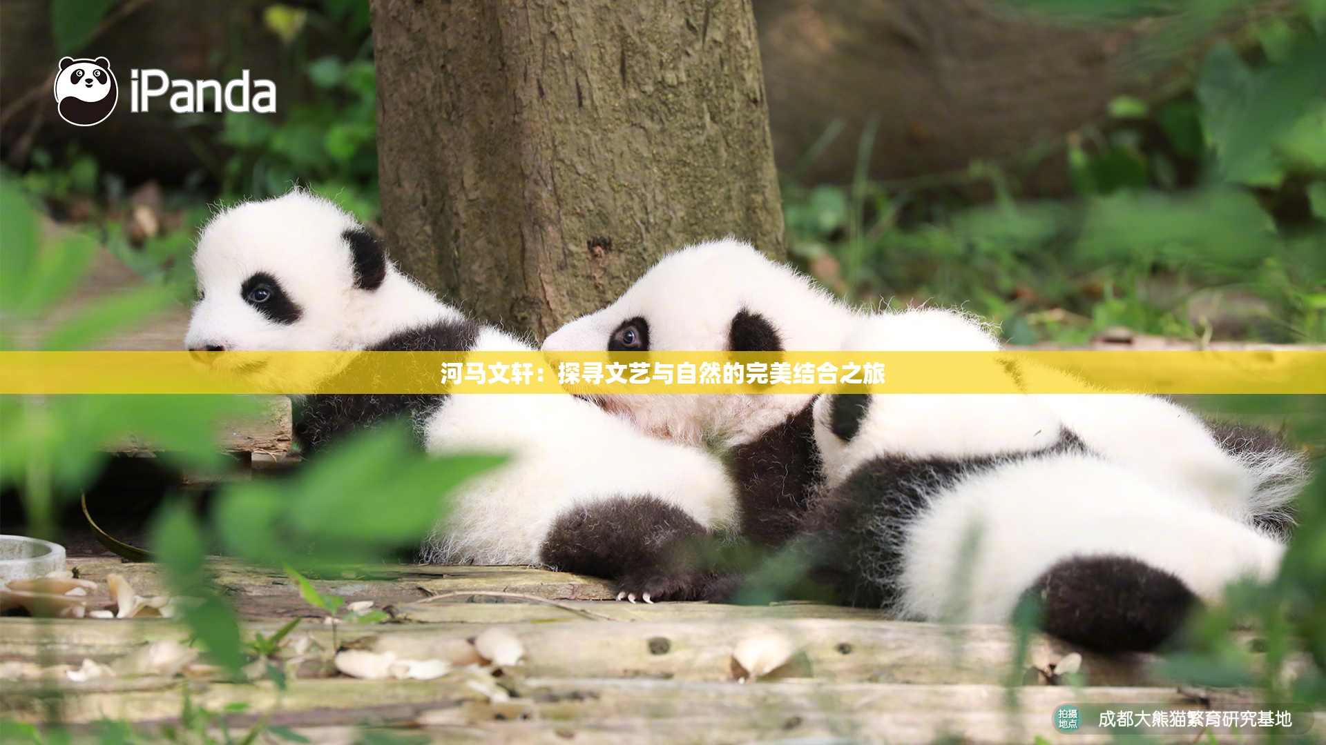 河马文轩：探寻文艺与自然的完美结合之旅