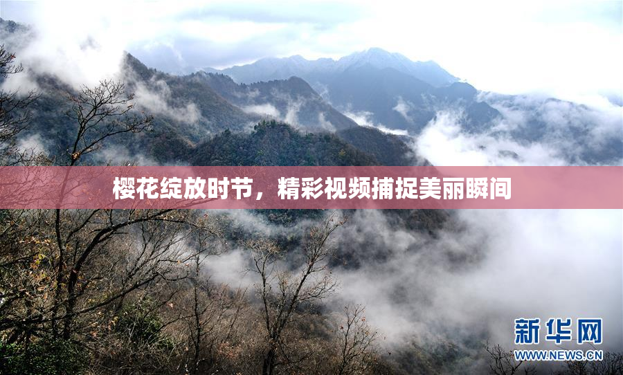 樱花绽放时节，精彩视频捕捉美丽瞬间