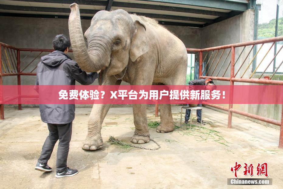 免费体验？X平台为用户提供新服务！