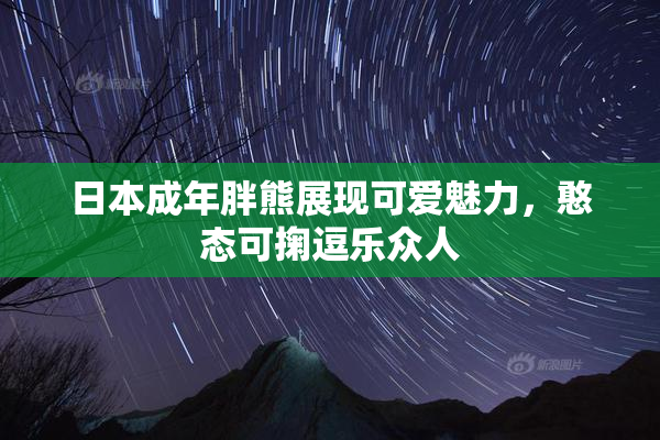 日本成年胖熊展现可爱魅力，憨态可掬逗乐众人