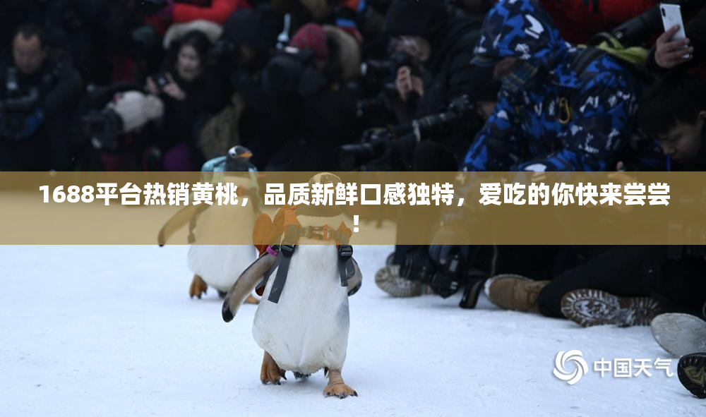 1688平台热销黄桃，品质新鲜口感独特，爱吃的你快来尝尝！
