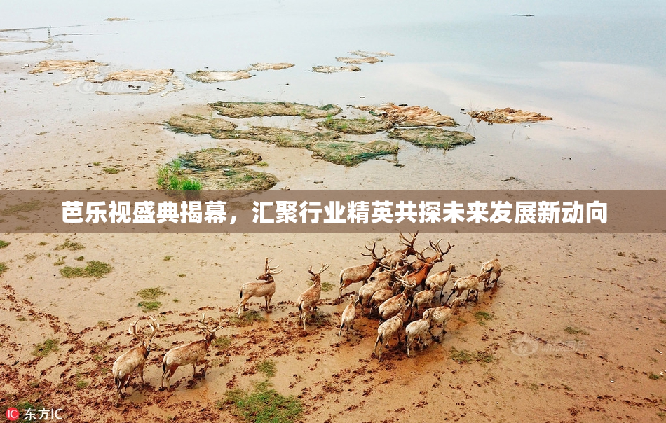 芭乐视盛典揭幕，汇聚行业精英共探未来发展新动向