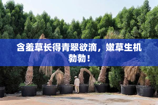 含羞草长得青翠欲滴，嫩草生机勃勃！