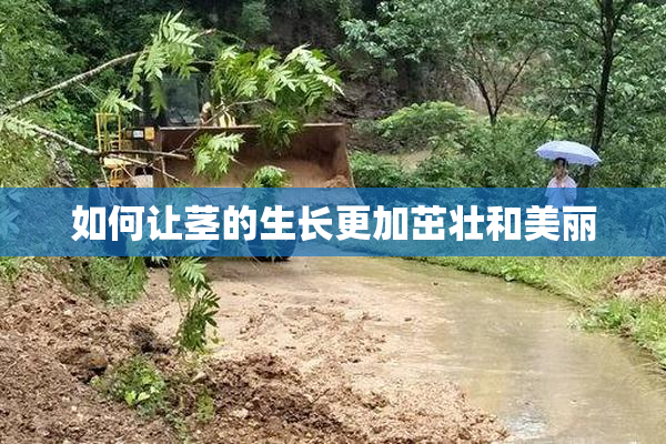 如何让茎的生长更加茁壮和美丽